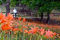 キツネノカミソリ見頃　みかも山公園