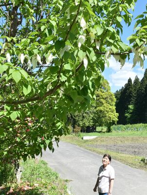 相馬さん方で見頃を迎えたハンカチノキ
