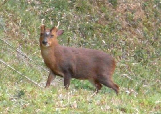 千葉県で大繁殖し、本県への生息地域拡大が懸念されるキョン（千葉県提供）