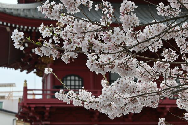 宇都宮市の県庁近くの慈光寺は満開=2日午後
