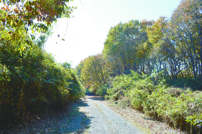 背の高い木々が茂り、山道のような景色が広がる