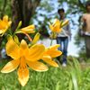 新緑に黄色の彩り　うつのみや遺跡の広場でニッコウキスゲ開花
