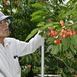 甘酸っぱい初夏の味　茂木でサクランボ収穫期　「例年通りの味」と太鼓判