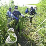 外来植物「除去作戦」１時間で４トン回収　小山の渡良瀬遊水地で600人が…