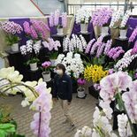 「受験シーズンの息抜き」にいかが　とちぎ花センターで企画展　ラン35種…