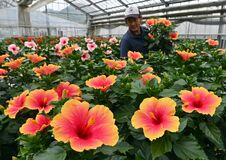 夏彩るハイビスカス華やか　宇都宮の竹原園芸　出荷作業が最盛期