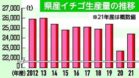 栃木県産イチゴの生産量、54年連続日本一確実　2021年産
