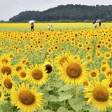益子で100万本のヒマワリ見頃　道の駅近くの田んぼ　ピークは９日ごろの見込み