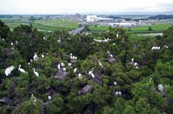 住民悩ますサギのコロニー　大田原