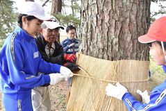 下侍塚古墳で「こも巻き」　大田原