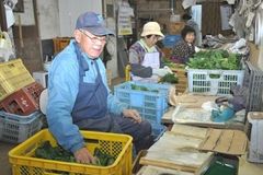 ＜91＞時季限定　ちぢみほうれん草　寒さが育む旬の甘み　栽培１０年、知名度高まる   