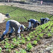 名物のルピナス、３万本を手植え　鹿沼市花木センター　地元住民らが作業に汗