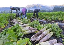 塩原だいこんの収穫最盛期　那須塩原