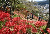 秋分の日 ヒガンバナ満開　茂木