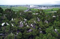 住民悩ますサギのコロニー　大田原