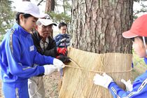 下侍塚古墳で「こも巻き」　大田原