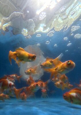 水槽で出荷を待つ金魚＝19日午前11時10分、佐野市免鳥町