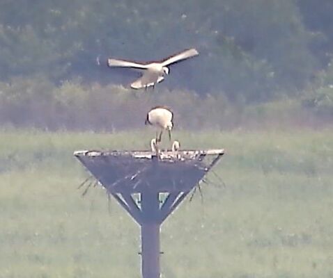 今年誕生したコウノトリ４羽のうち巣立ちが確認された「流星」（上）＝27日午後、小山市下生井（小山市提供、わたらせコウノトリライブカメラの映像から）
