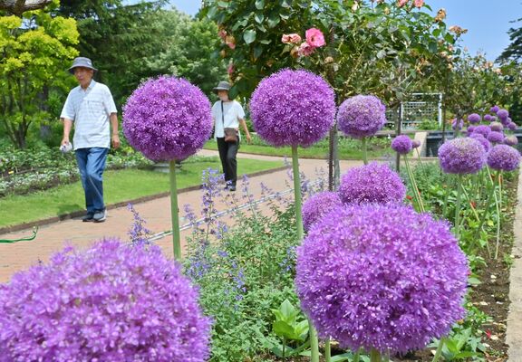 初夏のとちぎわんぱく公園を彩るアリウム・ギガンチウム＝30日午前10時20分、壬生町国谷
