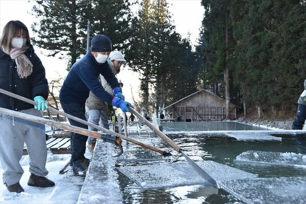 製氷池の氷を切り出す協力者