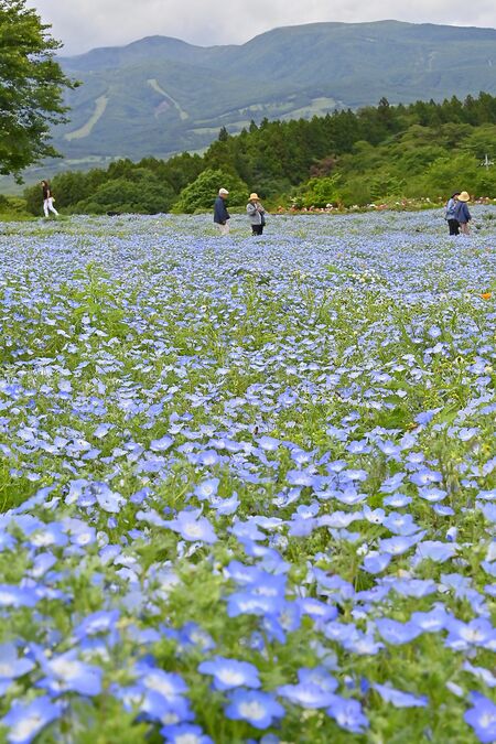 那須連山を背に見頃を迎えているネモフィラ＝９日午後１時45分、那須町豊原丙