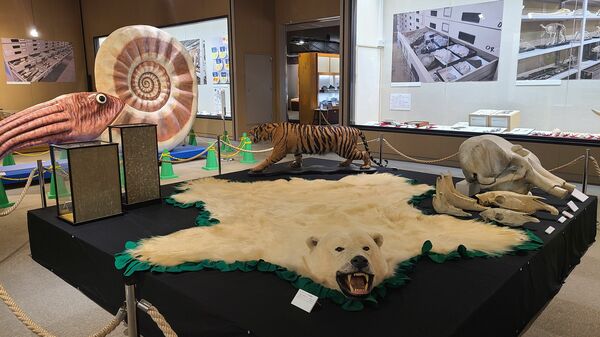 ホッキョクグマの剥製など、さまざまな標本がある展示会場