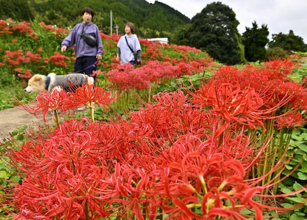 蓑沢彼岸花公園を彩るヒガンバナ＝３日午前10時35分、那須町蓑沢