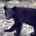 栃木県内、10月以降クマ出没は減少か　ドングリなど豊作で　県が調査結果公表