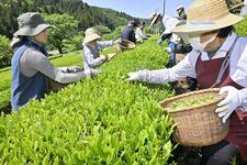 那珂川町で新茶の摘み取り始まる