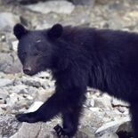 栃木県内、10月以降クマ出没は減少か　ドングリなど豊作で　県が調査結果…