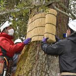 日光山輪王寺で風物詩「こも外し」　良い春が来ますように
