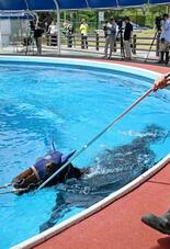 負傷の競走馬、復帰目指し初泳ぎ