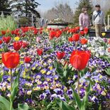 チューリップ春色に染める　壬生・わんぱく公園に7680株　今月中旬まで…