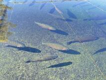 ふるさと納税返礼品に