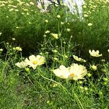 休耕田に広がる黄色の絨毯　コスモス見ごろ　秋の訪れ告げる　下野