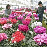 冬の贈り物に　芳賀でシクラメン出荷最盛期　独自品種も人気