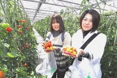 ＜82＞信頼こそが産地の命　元気です。うつのみやトマト　「放射能」に細心の注意 