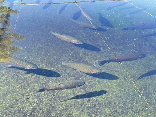 白沢浄水場の養殖池で泳ぐうつのみやストロベリーサーモン（市提供）