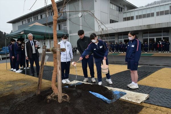 シダレザクラに水をかける生徒