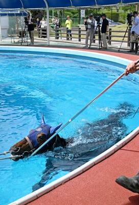 福島県いわき市のJRA競走馬リハビリテーションセンターで泳ぐ馬=27日午後