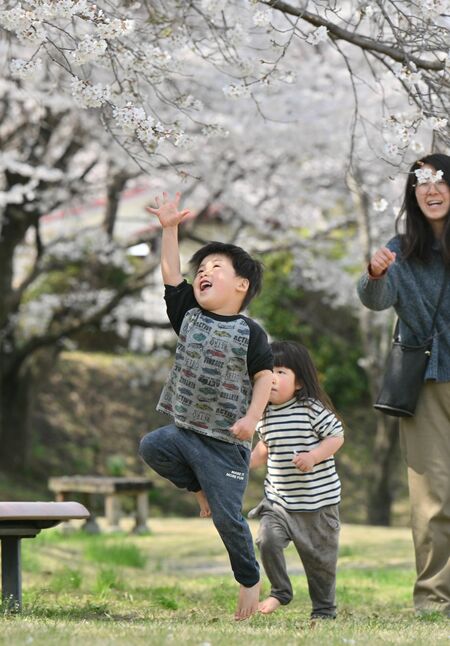 清水川せせらぎ公園の桜と子ども＝８日午後