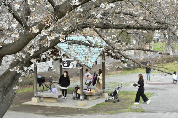 三分咲きほどの佐野市・朱雀中央公園=2日午後