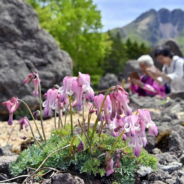 高山植物の女王」コマクサが見頃 日光白根山ロープウェイ山頂駅周辺で