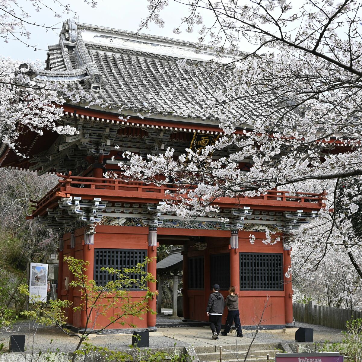 3000本の桜が染め上げる絶景 雨引観音（茨城・桜川） 安産や子育ての