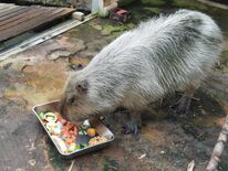 なかがわ水遊園のカピバラ「茶々丸」10歳に　お祝いランチに夢中