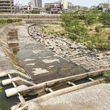 アユの大量死、なぜ起きた？　水位低下で酸欠状態に　漁協「行政も目配りを」