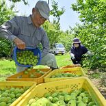 青梅丸々、宇都宮の農家で収穫最盛期　大粒を100キロ摘み取り　