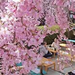 宇都宮に今年も桜の季節がやってきた　釜川に田川…名所やイベントを紹介