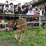 那須　学びの森小で子牛のみくるの「入学式」　5年生が酪農を学ぶため12…