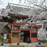 3000本の桜が染め上げる絶景　雨引観音（茨城・桜川）　安産や子育ての…